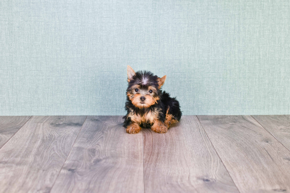 Meet Tinkerbell - our Yorkshire Terrier Puppy Photo 