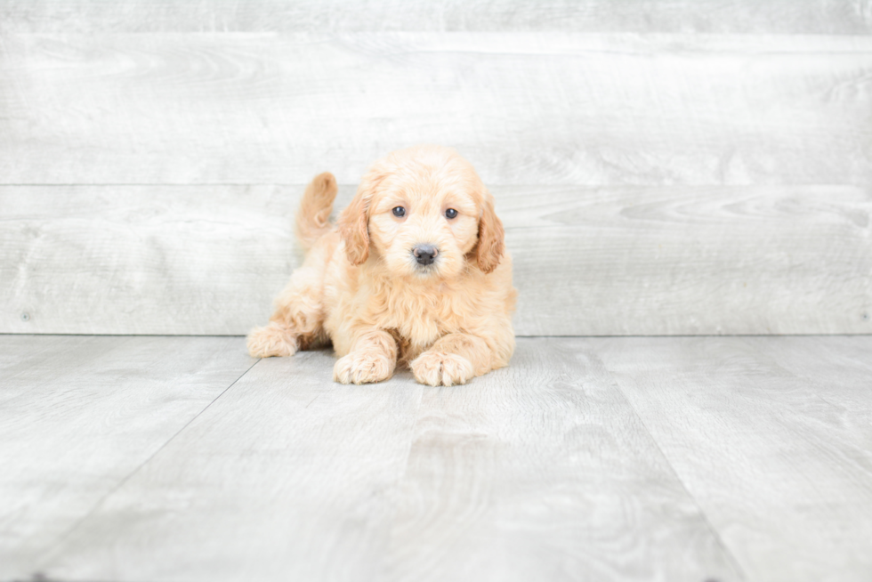 Best Mini Goldendoodle Baby