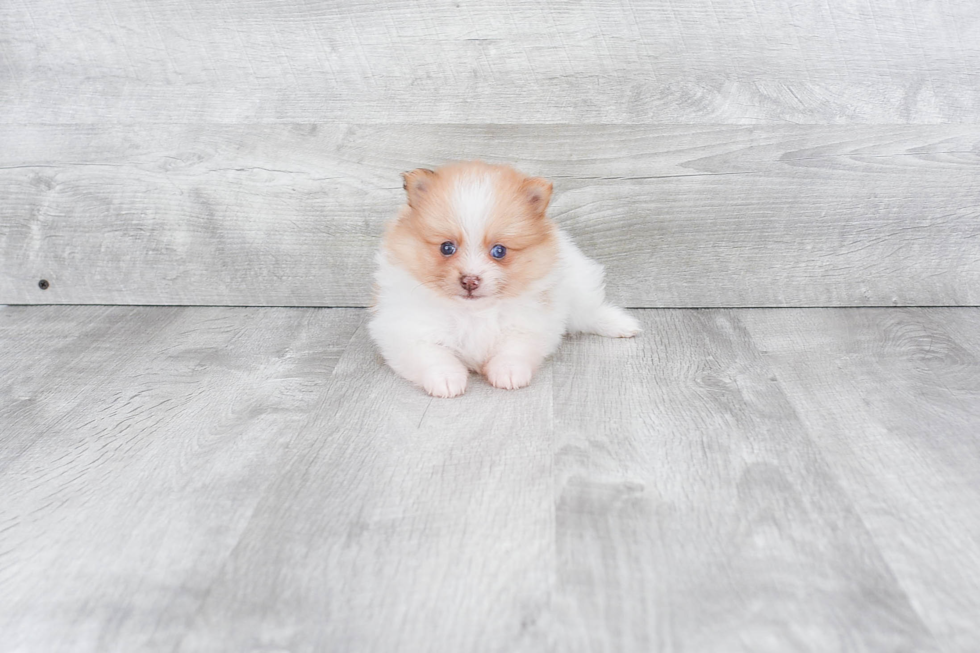 Little Pomeranian Baby