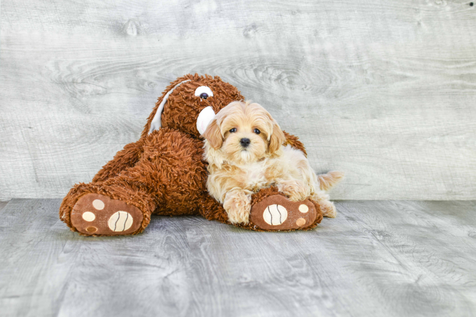 Popular Maltipoo Poodle Mix Pup