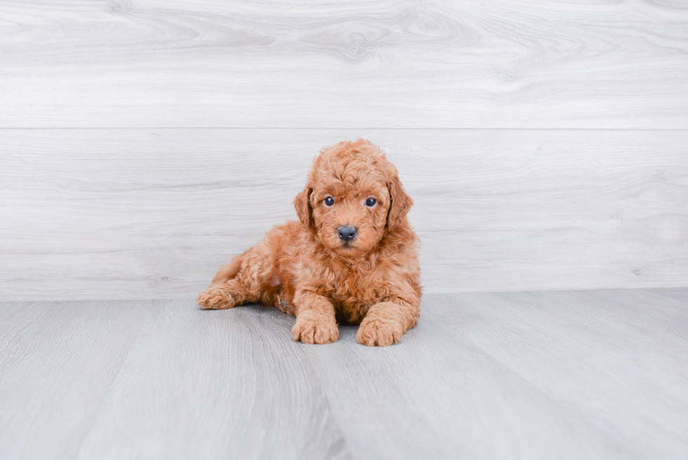 Petite Mini Goldendoodle Poodle Mix Pup