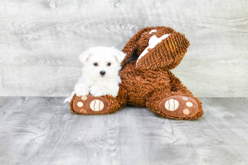 Sweet Maltese Purebred Puppy