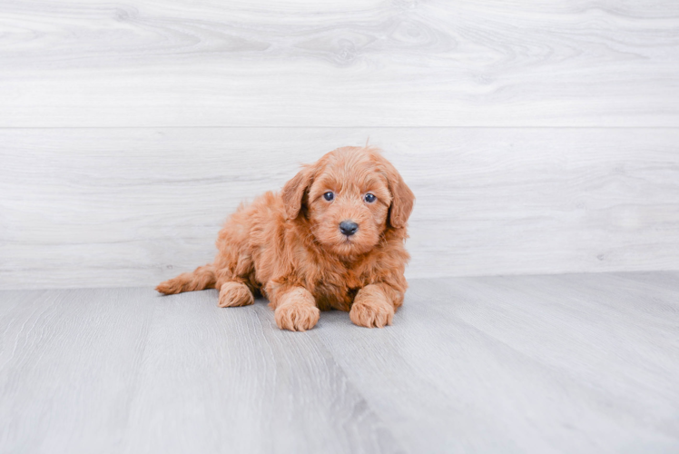 Sweet Mini Goldendoodle Baby