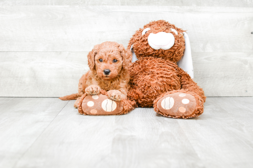 Happy Mini Goldendoodle Baby