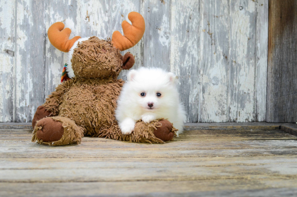 Hypoallergenic Pomeranian Baby