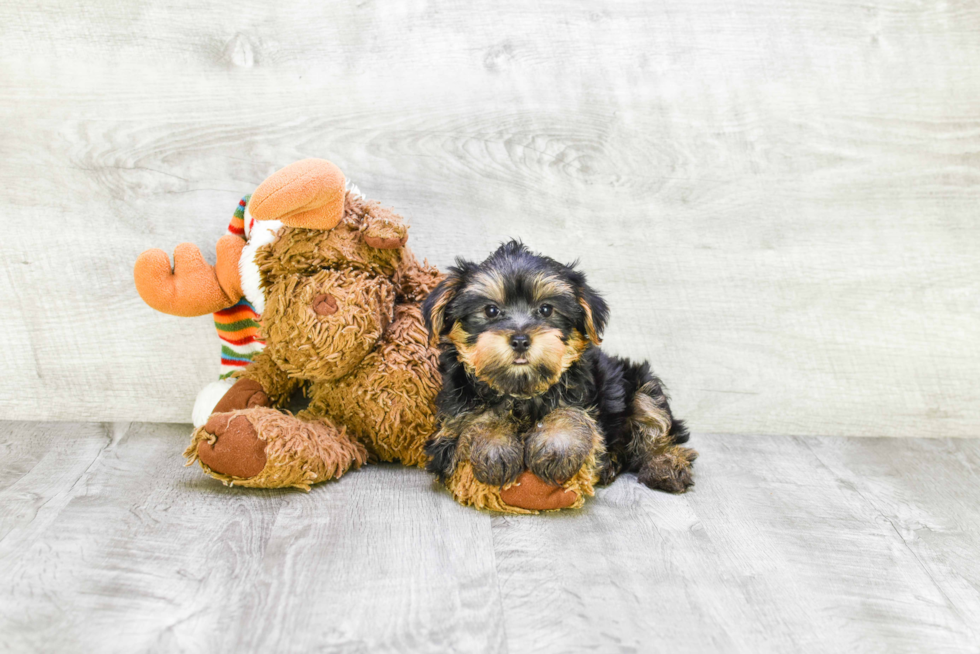 Meet Snickers - our Yorkshire Terrier Puppy Photo 