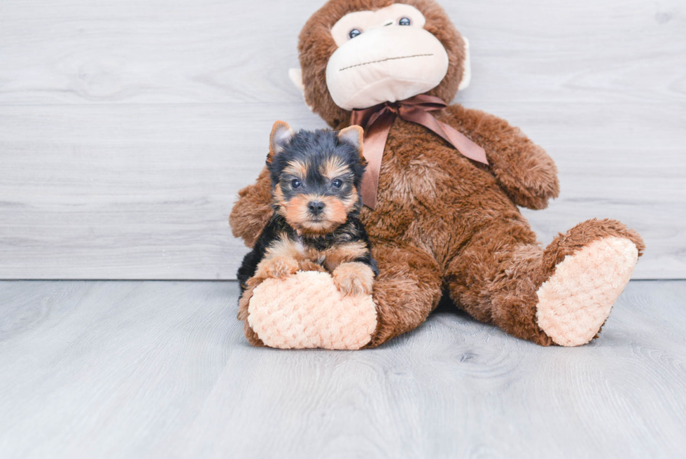 Meet Roscoe - our Yorkshire Terrier Puppy Photo 