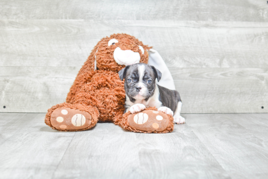 French Bulldog Pup Being Cute