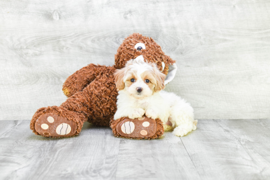 Cavapoo Pup Being Cute