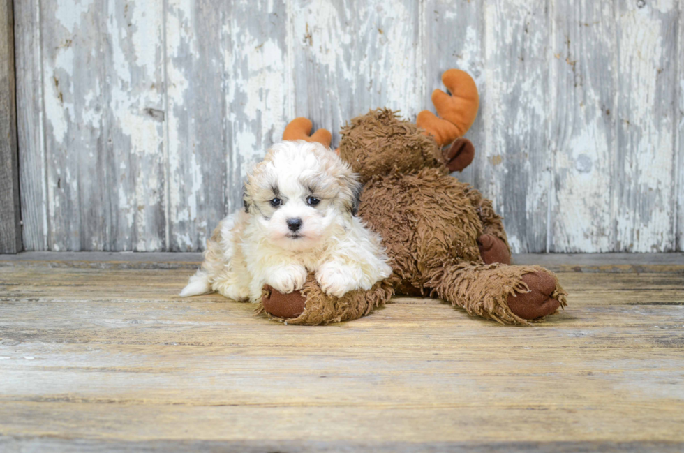 Sweet Teddy Bear Baby