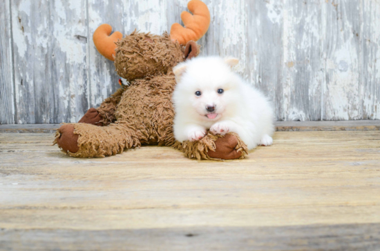 Pomeranian Pup Being Cute