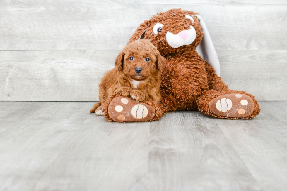 Friendly Mini Goldendoodle Baby