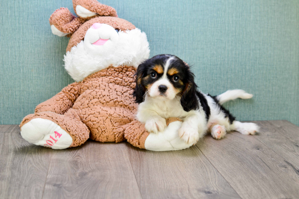 Funny Cavalier King Charles Spaniel Baby