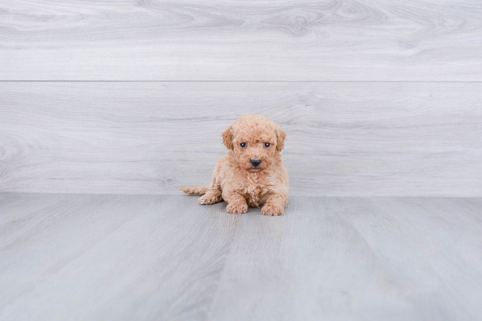 Mini Goldendoodle Pup Being Cute