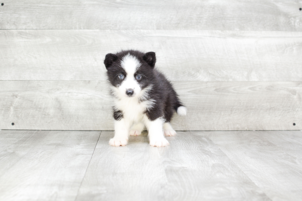 Small Pomsky Baby