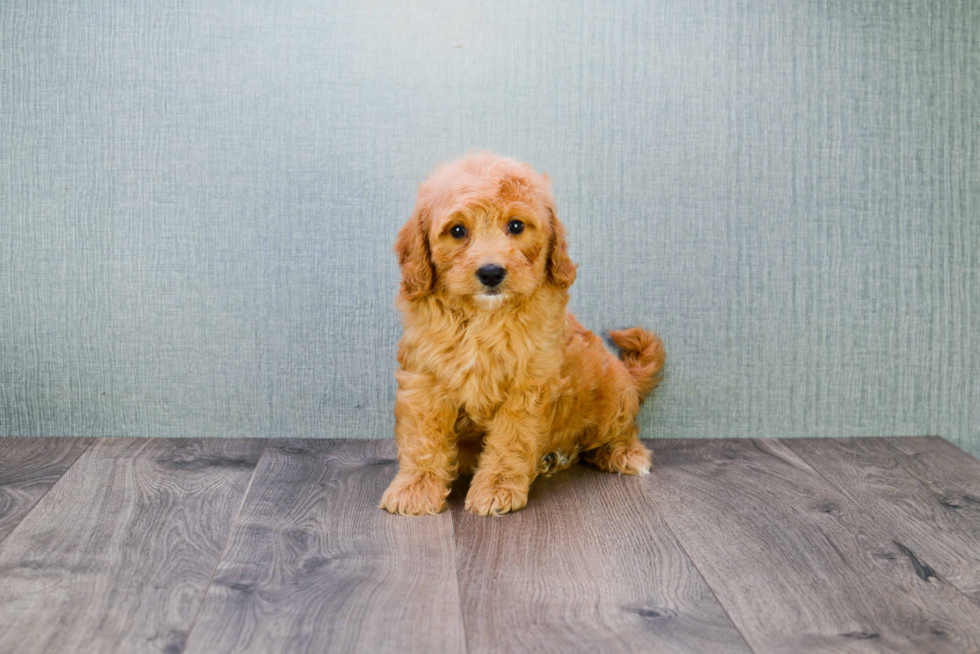 Mini Goldendoodle Pup Being Cute