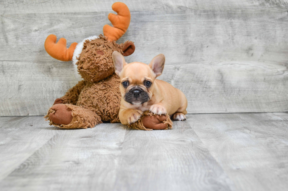 Best French Bulldog Baby