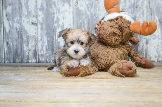 Morkie Pup Being Cute