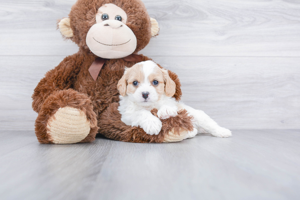 Cavachon Puppy for Adoption