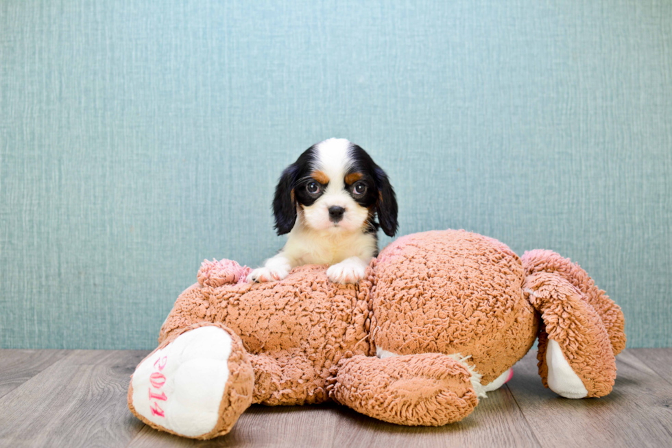 Cavalier King Charles Spaniel Pup Being Cute