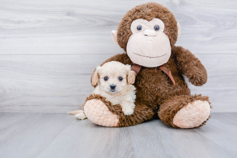 Adorable Cavalier Designer Puppy