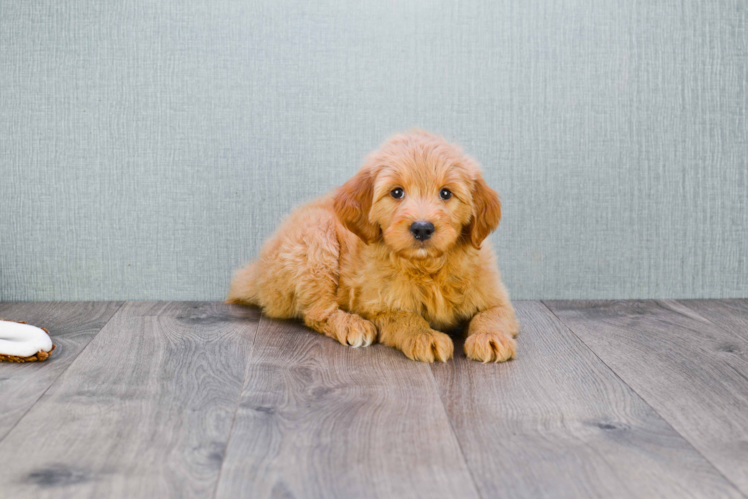 Best Mini Goldendoodle Baby