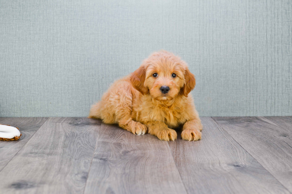 Best Mini Goldendoodle Baby