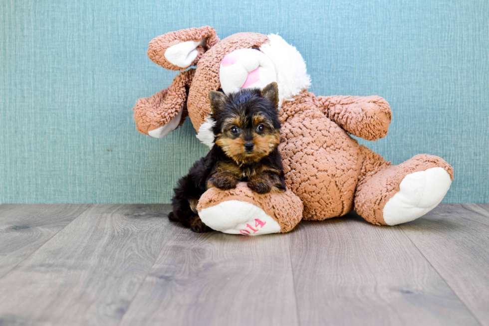 Meet Heidi - our Yorkshire Terrier Puppy Photo 