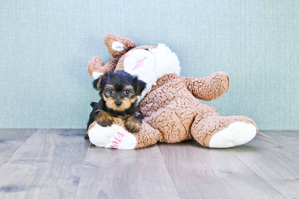 Meet Twinkle - our Yorkshire Terrier Puppy Photo 