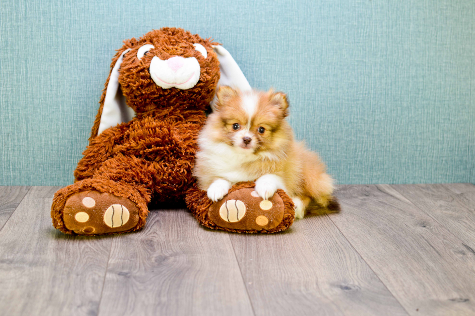 Happy Pomeranian Purebred Puppy