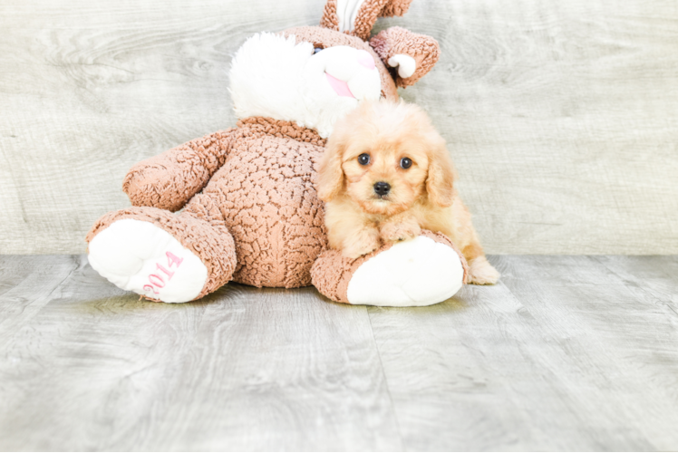 Adorable Maltepoo Poodle Mix Puppy