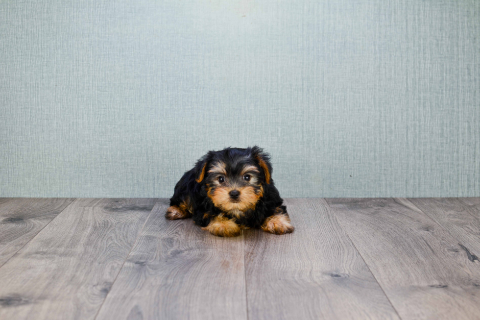 Meet Izzie - our Yorkshire Terrier Puppy Photo 