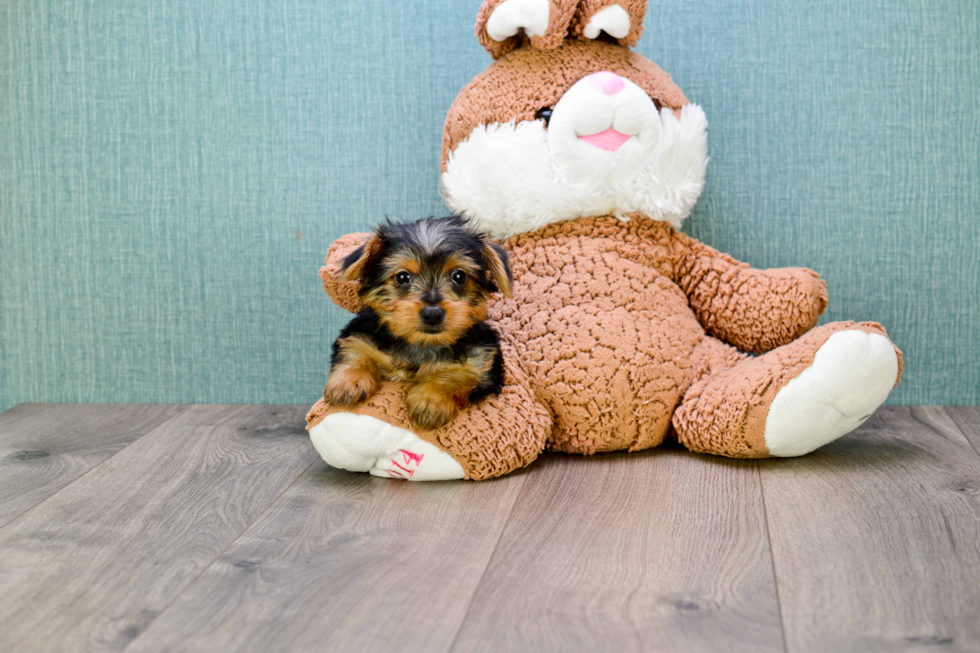 Meet  Joey - our Yorkshire Terrier Puppy Photo 