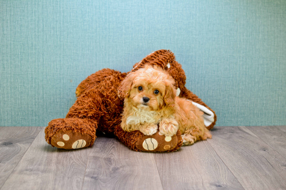 Best Cavapoo Baby