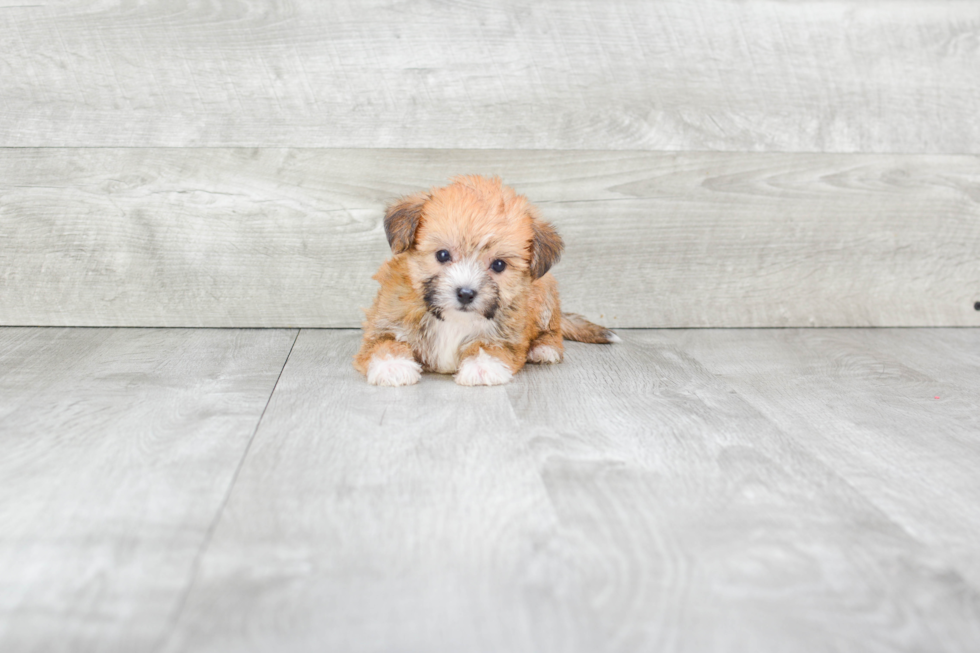 Morkie Pup Being Cute