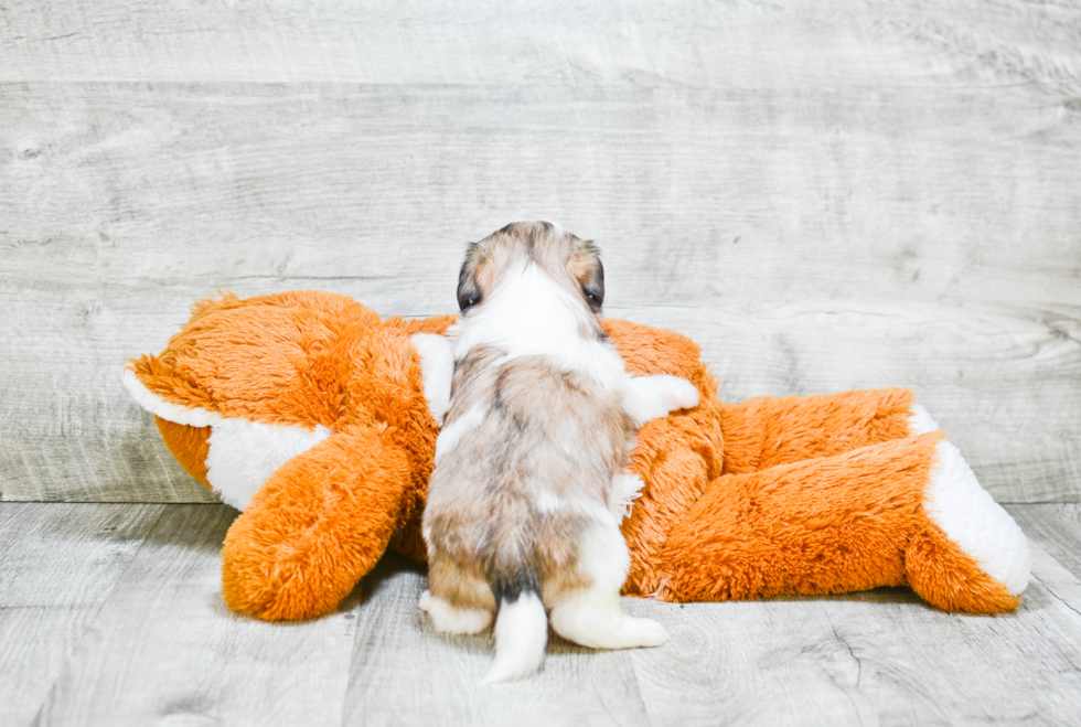 Fluffy Teddy Bear Designer Pup