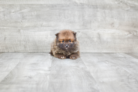 Funny Pomeranian Purebred Pup