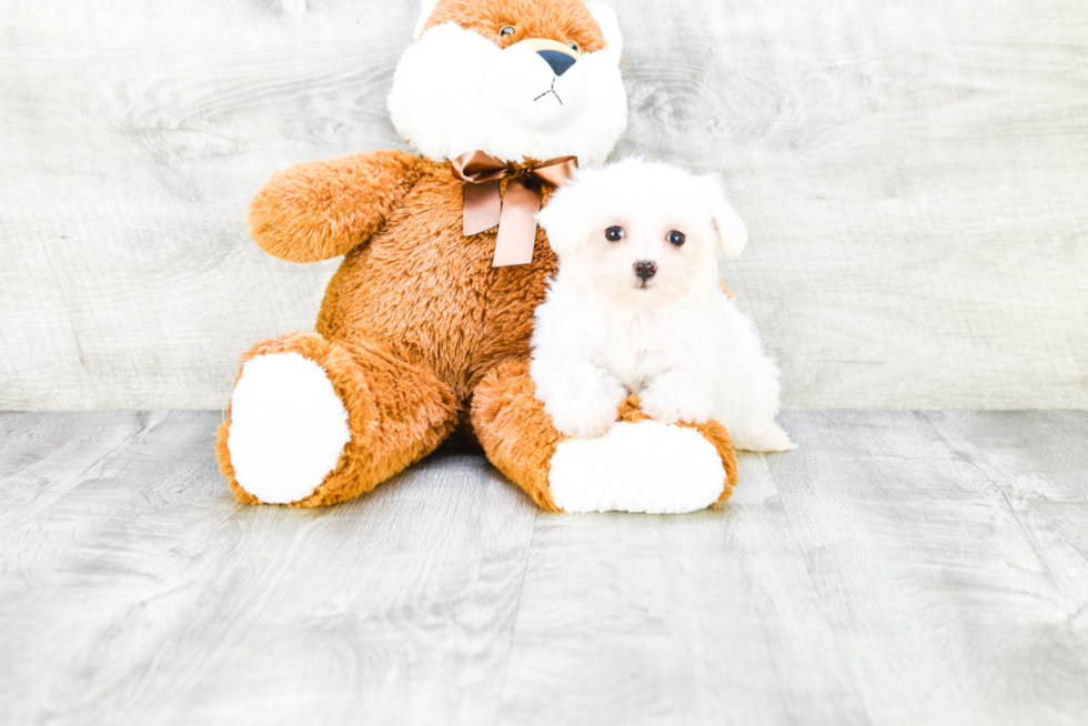 Maltese Pup Being Cute