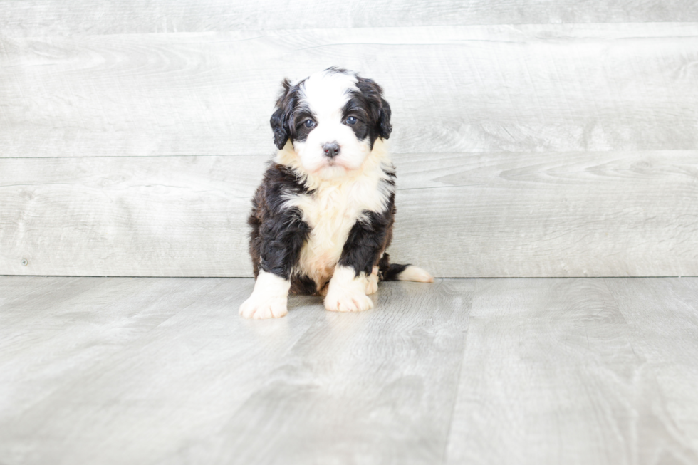 Small Mini Bernedoodle Baby