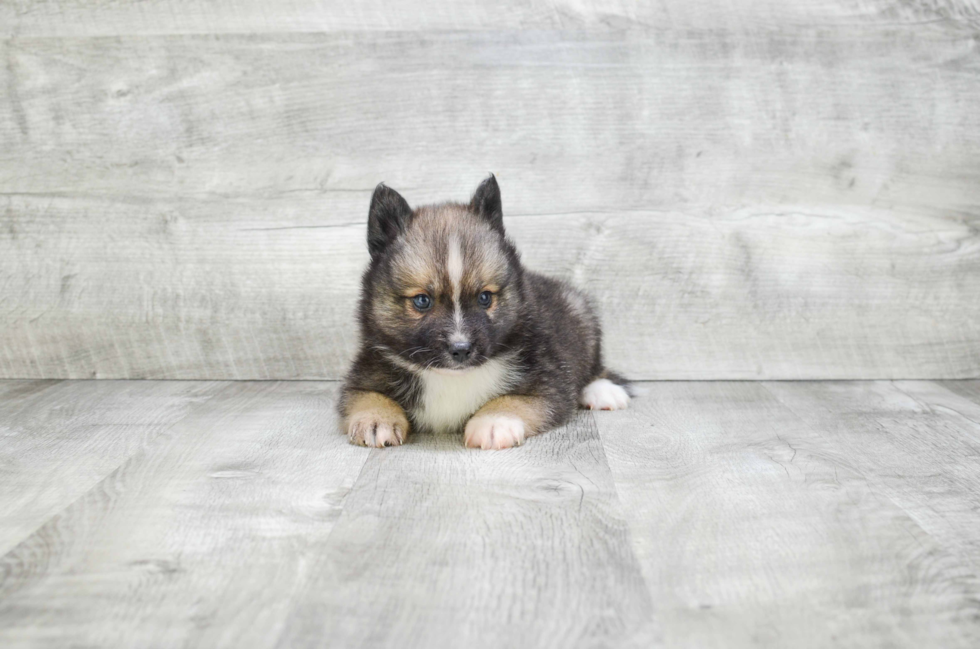 Sweet Pomsky Baby