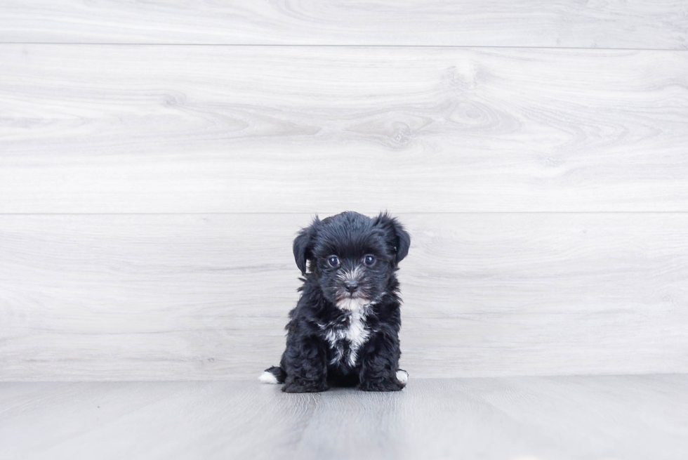 Smart Morkie Designer Pup