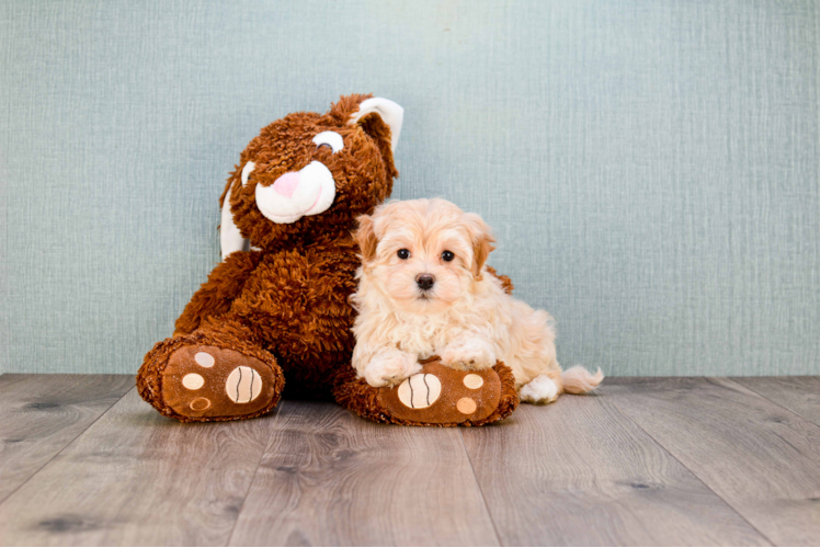 Maltipoo Puppy for Adoption