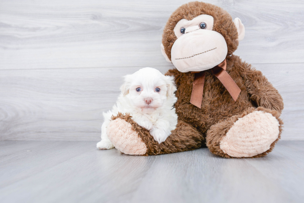 Sweet Havanese Purebred Puppy