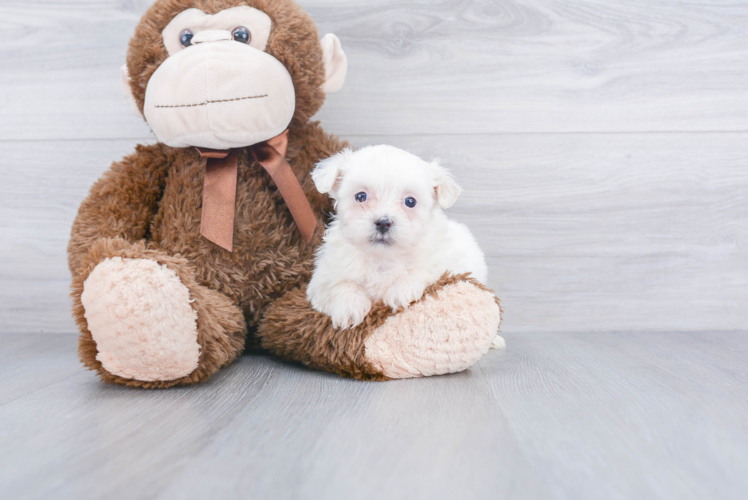 Popular Teddy Bear Designer Pup