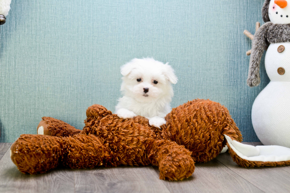 Friendly Maltese Baby