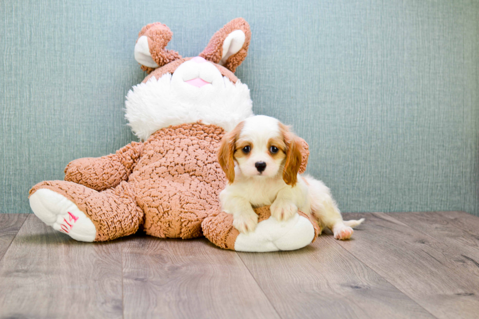 Funny Cavalier King Charles Spaniel Baby