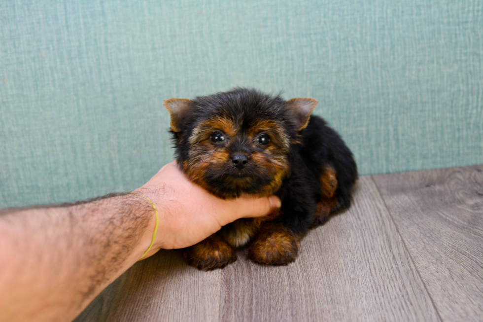 Meet Giselle - our Yorkshire Terrier Puppy Photo 