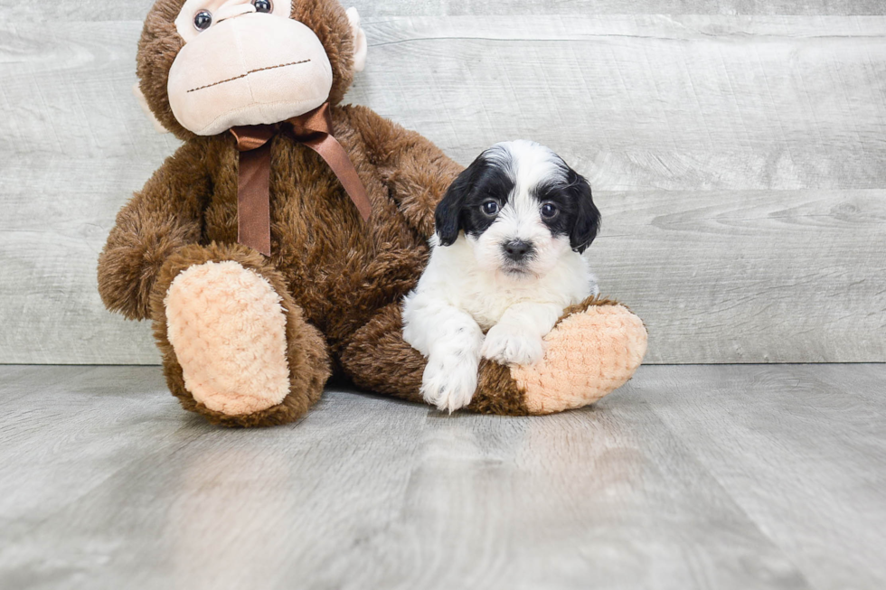 Fluffy Teddy Bear Designer Pup