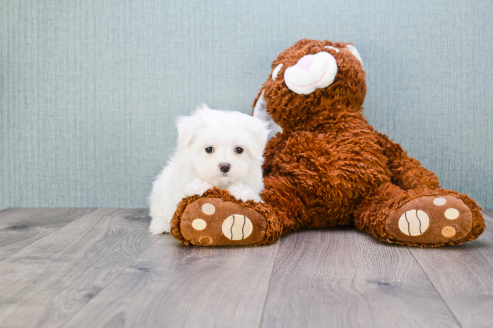 Maltese Pup Being Cute