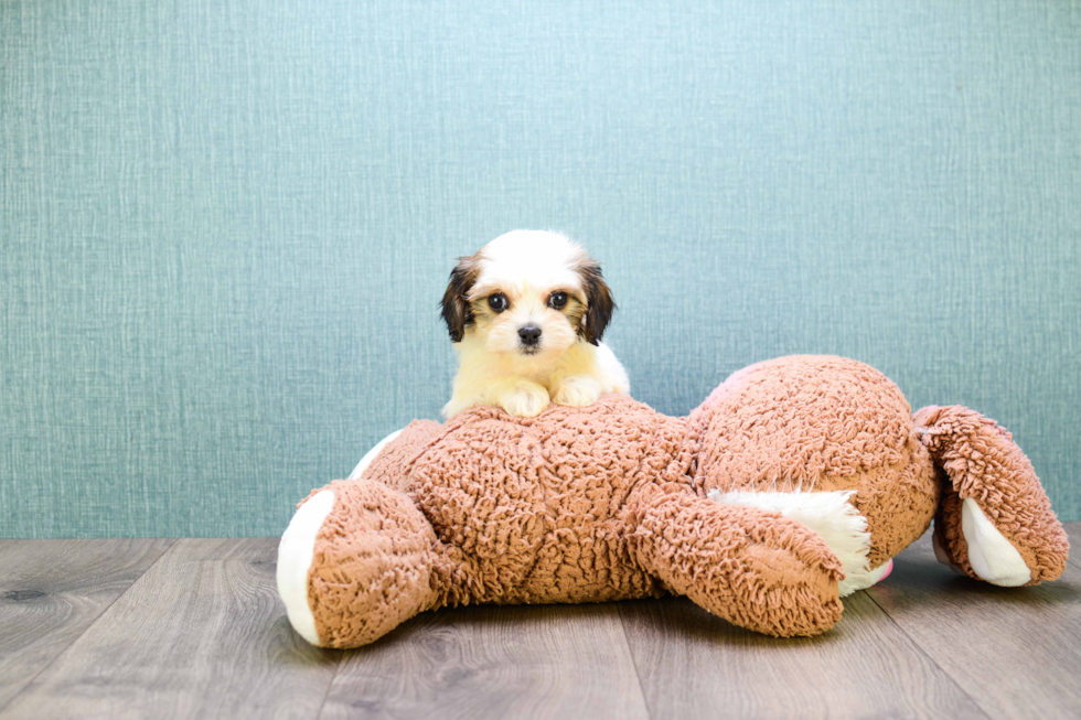 Meet Shannon - our Cavachon Puppy Photo 